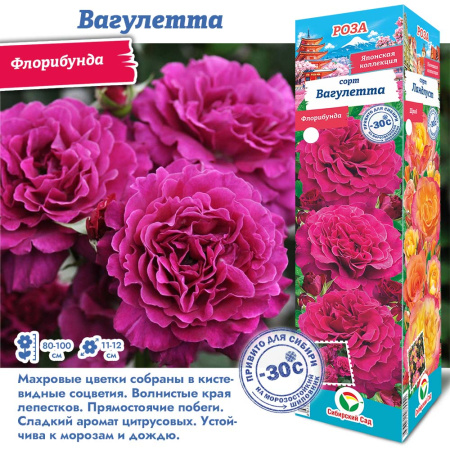 Роза Вагулетта (Флорибунда) 1шт (Сиб сад)