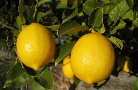 Цитрус Павловский (Комнатное растение) 1шт (Поиск)