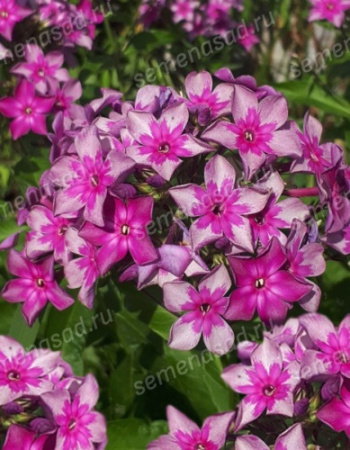 Флокс Звездочет 1шт (Поиск)