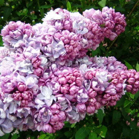 Сирень Жди меня 1шт (Поиск)