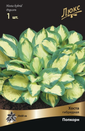 Хоста Попкорн 1шт (Поиск)