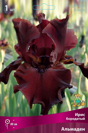 Ирис Альмаден (Германский) 1шт (Поиск)