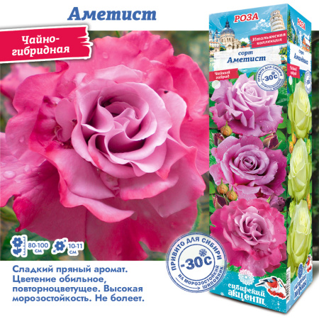 Роза Аметист (Чайно-гибридная) 1шт (Сиб сад)