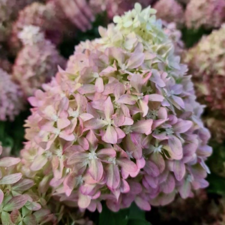 Гортензия Пиксио (Метельчатая) 1шт (Поиск)