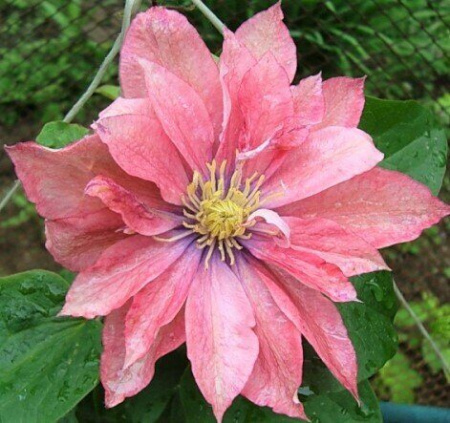 Клематис Литтл Мермэйд (коробка) 1шт (Поиск)