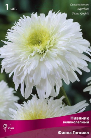 Нивяник Фиона Гогхилл 1шт (Поиск)