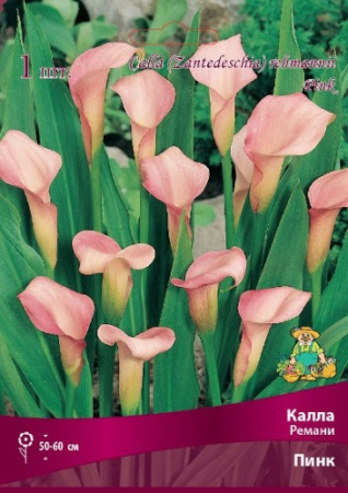 Калла Ремани Пинк 14/16 1шт (Поиск)