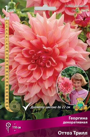 Георгина Оттоз Tрилл 1шт (Поиск)