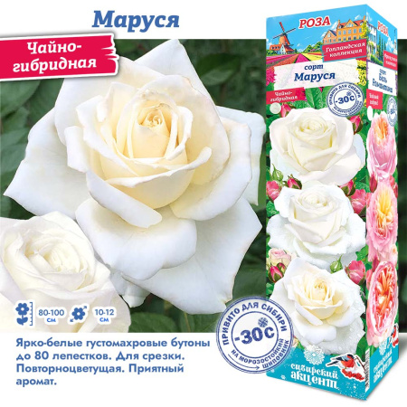 Роза Маруся (Чайно-гибридная) 1шт (Сиб сад)