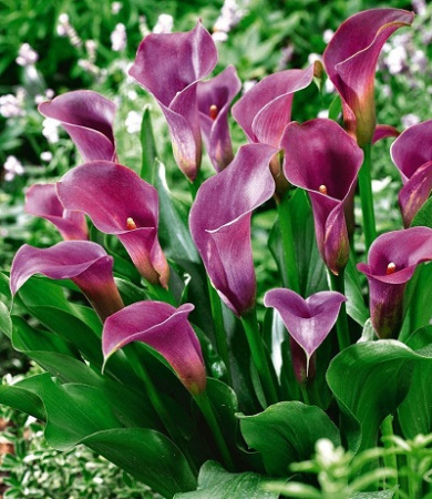 Калла Пепл Сенсейшн 14/16 1шт (Поиск)