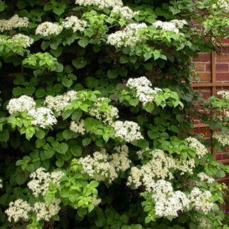 Гортензия Вьющаяся (Черешковая) 1шт (Поиск)