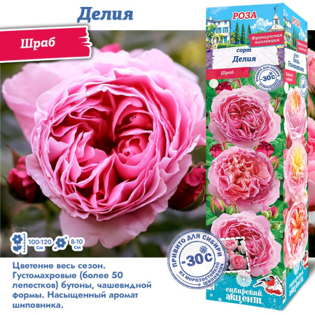 Роза Делия (Шраб) 1шт (Сиб сад)