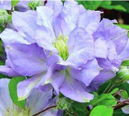 Клематис Даймонд Болл (коробка) 1шт (Поиск)