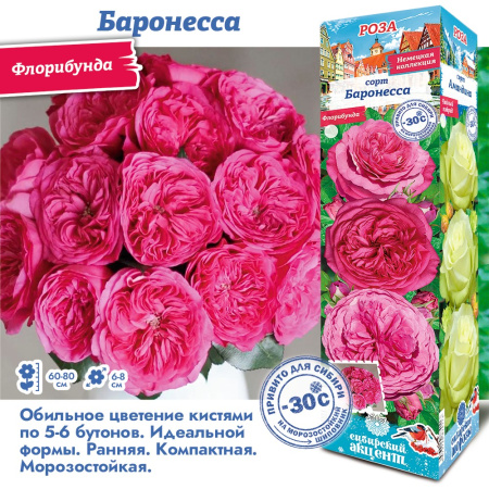 Роза Баронесса (Флорибунда) 1шт (Сиб сад)