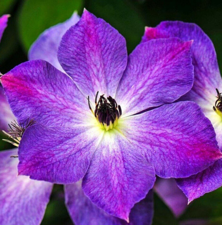 Клематис Клаудберст (коробка) 1шт (Поиск)