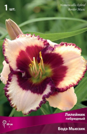 Лилейник Бодэ Мьюзик 1шт (Поиск)