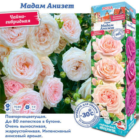 Роза Мадам Анизет (Чайно-гибридная) 1шт (Сиб сад)