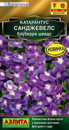 Катарантус Санджевелс блуберри шейдс 7шт (Аэлита)