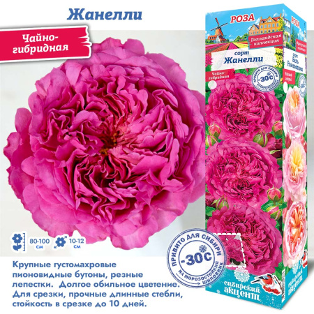 Роза Жанелли (Чайно-гибридная) 1шт (Сиб сад)