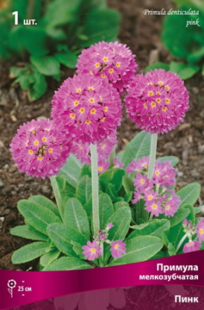 Примула Пинк 1шт (Поиск)
