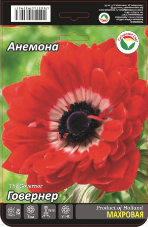 Анемона Говернер 5/6 15шт (Сиб сад)