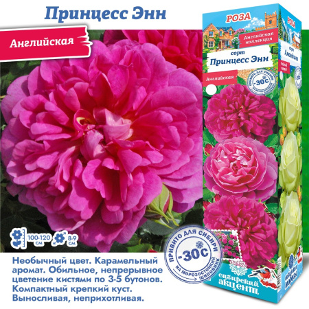 Роза Принцесс Энн (Английская) 1шт (Сиб сад)