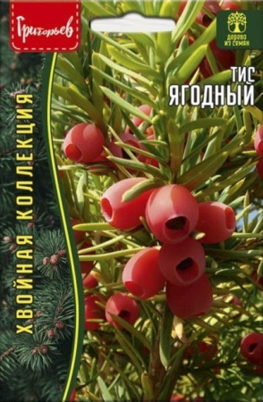 Тис Ягодный 10шт (Ред.Сем)